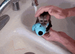 Pora umyć małpę!