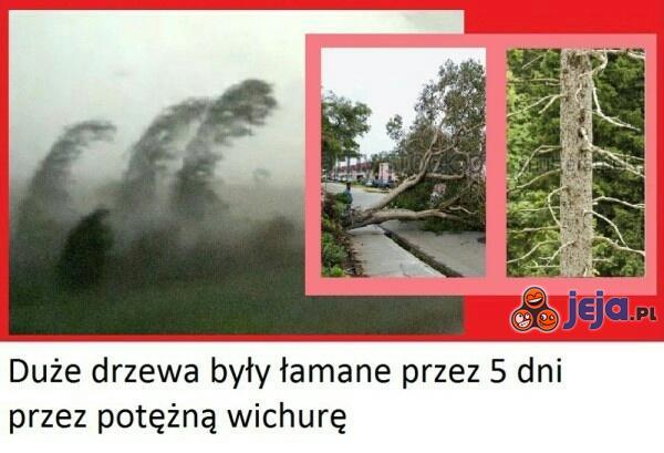 Potężna wichura