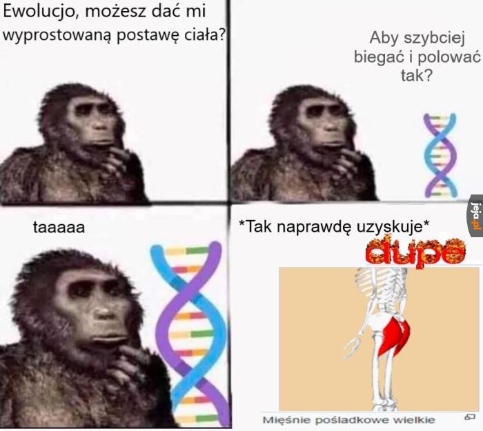 To największy mięsień człowieka i jeden z ważniejszych w staniu prosto.