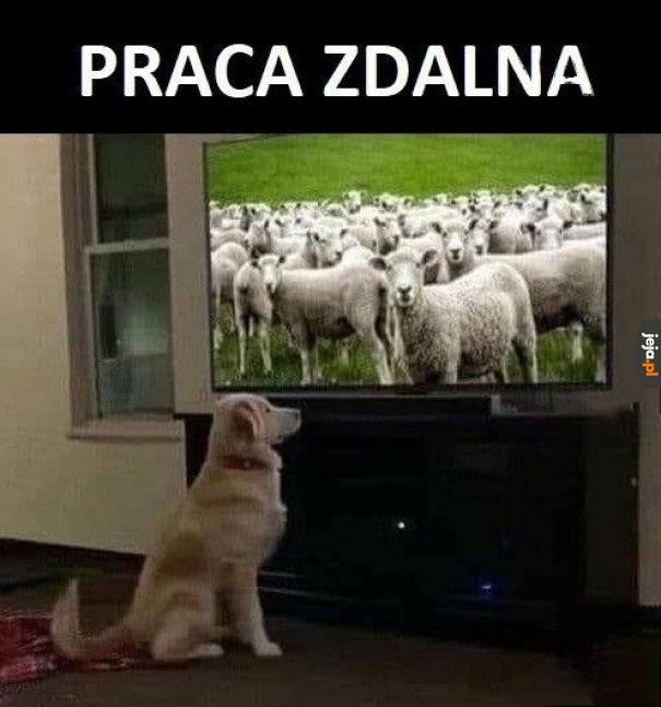 Praca zdalna