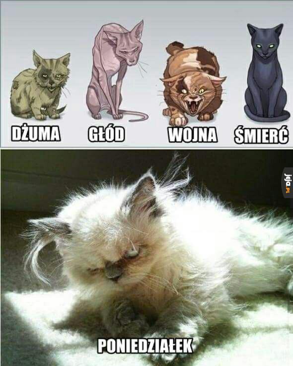 Koty w niektórych przypadkach są podobne do ludzi