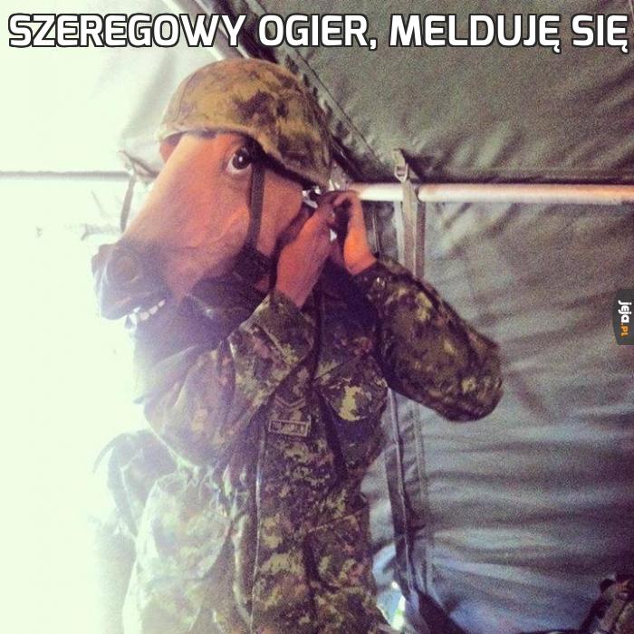 Szeregowy Ogier, melduję się