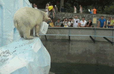 Jak się bawią niedźwiedzie polarne