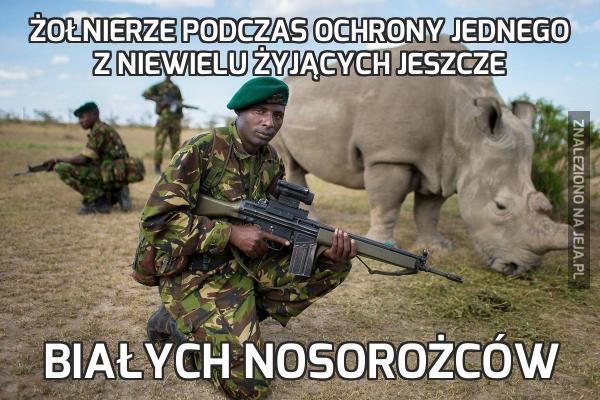 Żołnierze podczas ochrony jednego z niewielu żyjących jeszcze