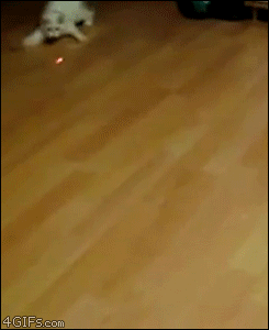 Kicia lata za laserem
