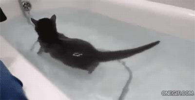 W taki upał, to nawet koty przełamują strach przed wodą