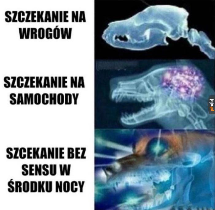 Psy tak mają