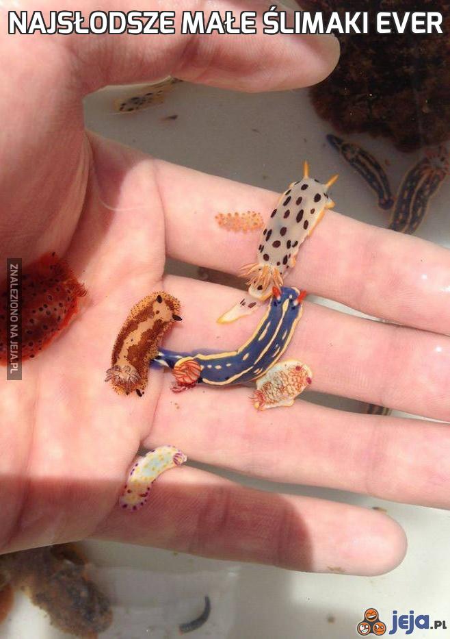Najsłodsze małe ślimaki ever