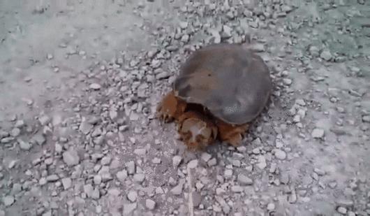 Lepiej nie drażnić żółwia