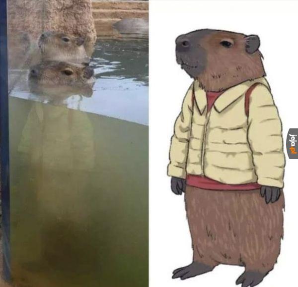 Elegancko