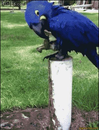 Sprytna papuga