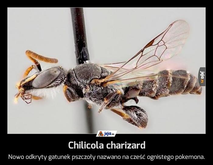 Chilicola charizard