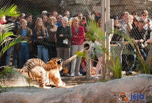 Pomysł na rozrywkę dla tygrysa