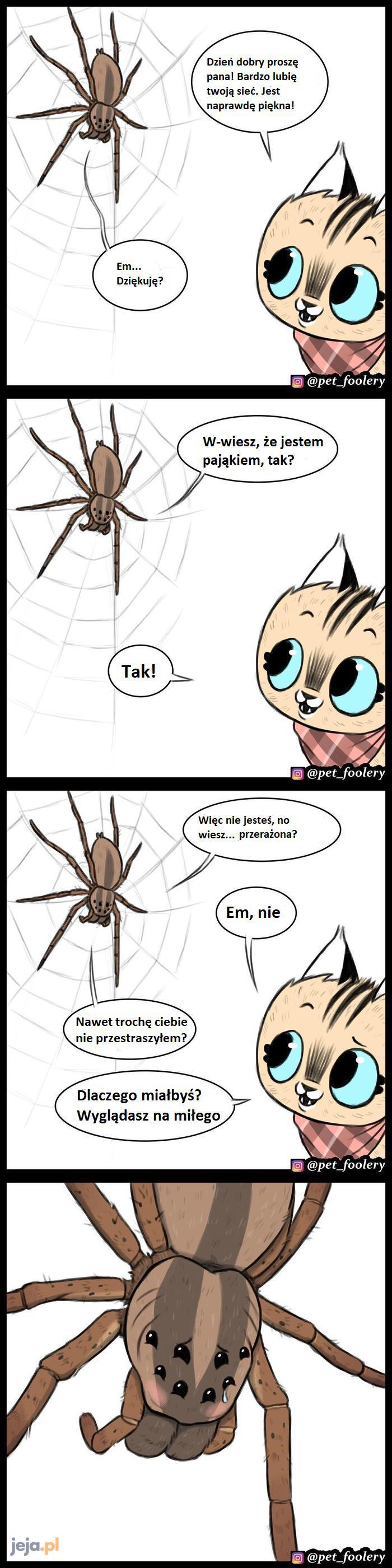 Szczęśliwy dzień pająka