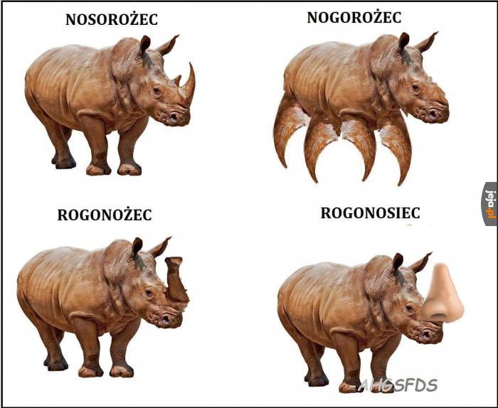Rosonożec