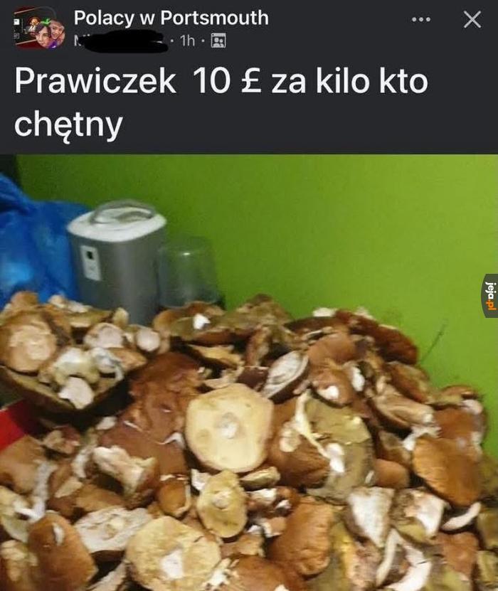 Nie znałem takiego grzyba