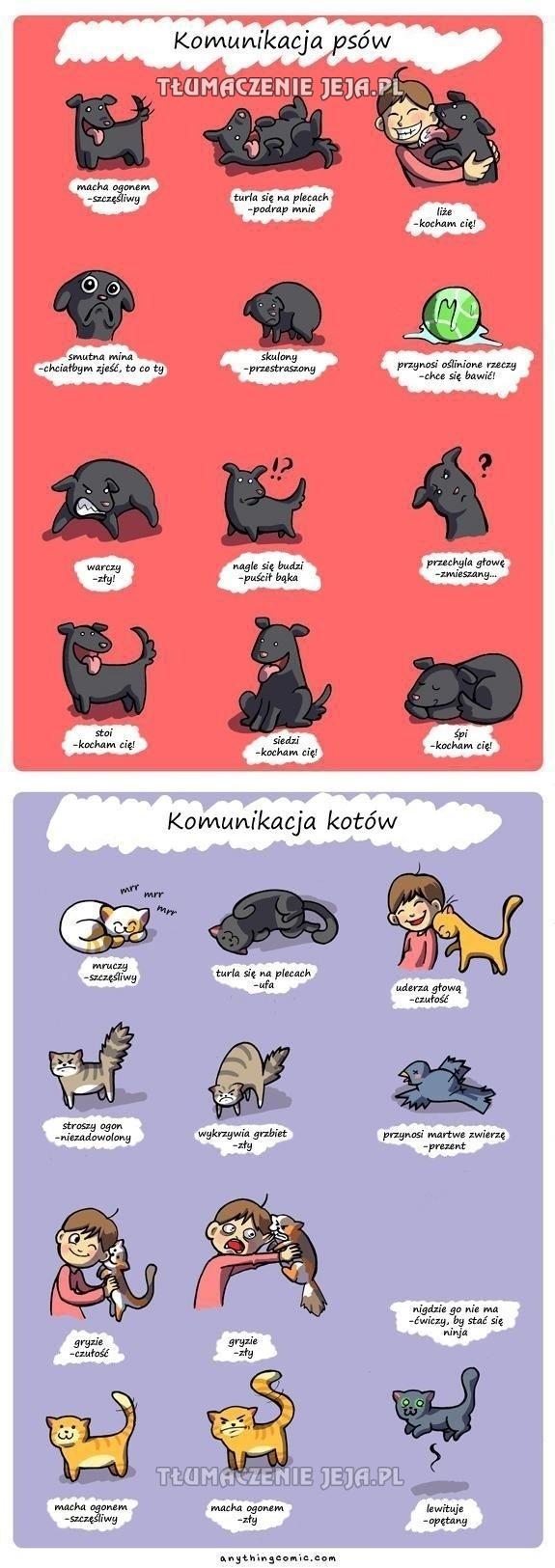 Komunikacja psów i kotów