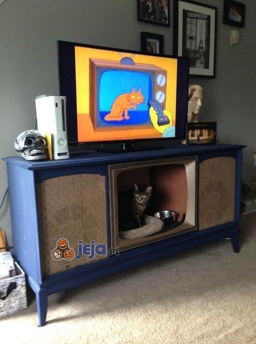 Kot w telewizorze