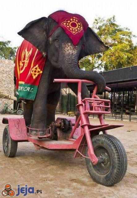 Rowerek dla słonia