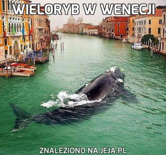 Wieloryb w Wenecji