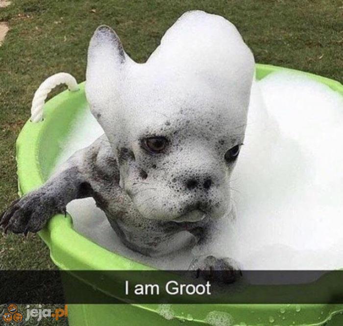 Cześć, jestem Groot