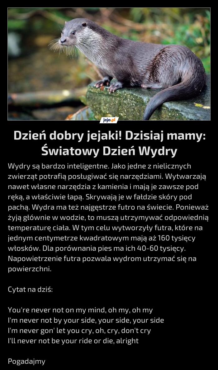 Dzień dobry jejaki! Dzisiaj mamy: Światowy Dzień Wydry