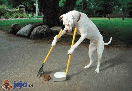 Sprzątanie po psie