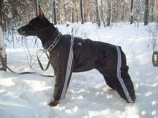Prawilny rosyjski psiak z dzielni