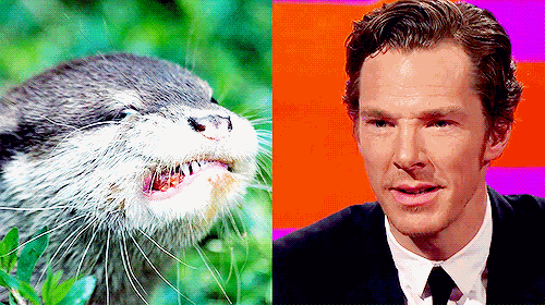 Benedict jest wydrą pod przykrywką