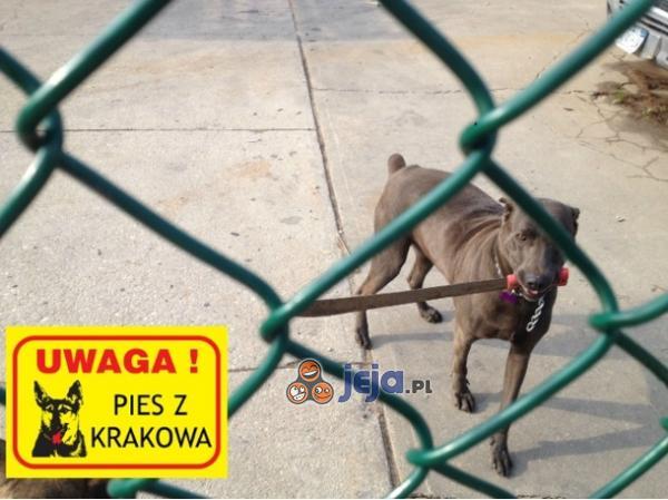 Uwaga! Pies z Krakowa!