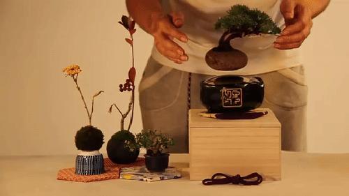 Lewitujące bonsai