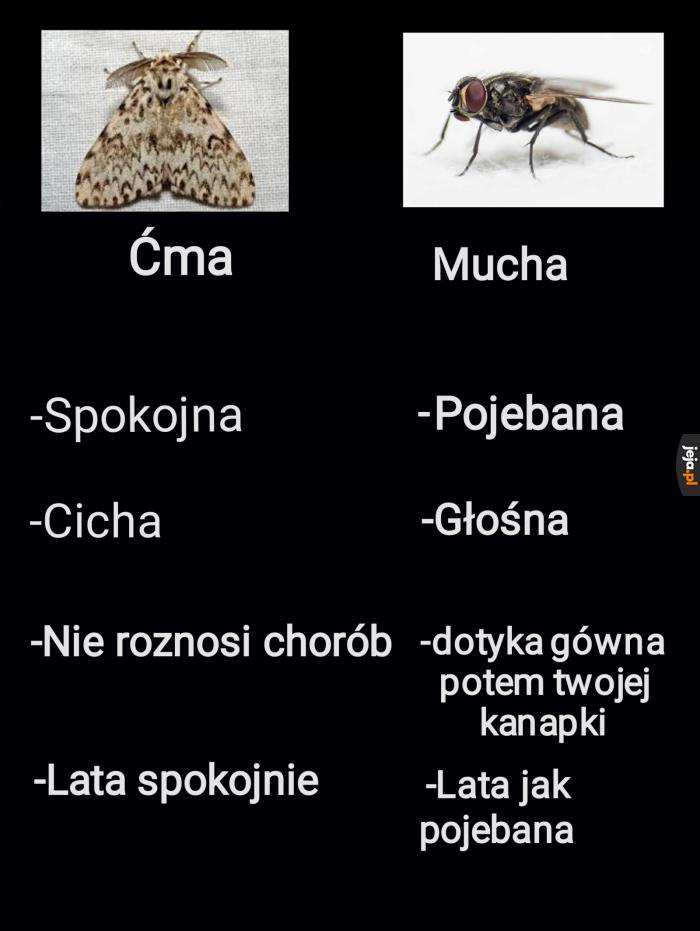 Ćmy to spoko ziomki