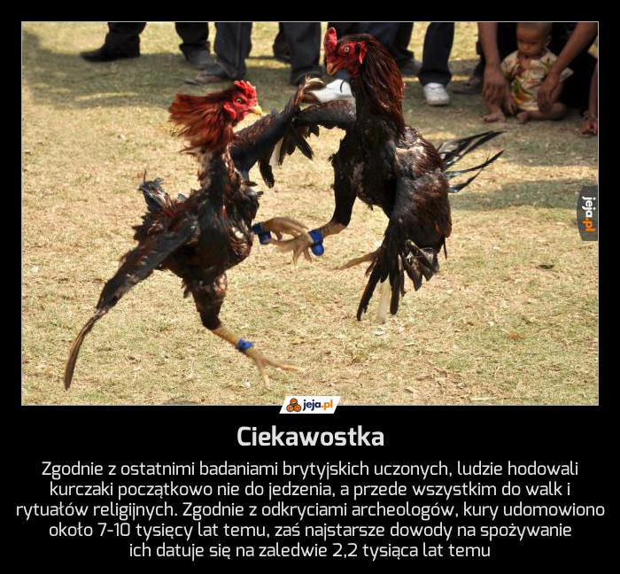 Ciekawostka