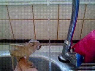 Kameleonik łapie wodę