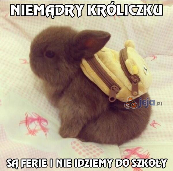 Króliczek chce do szkoły
