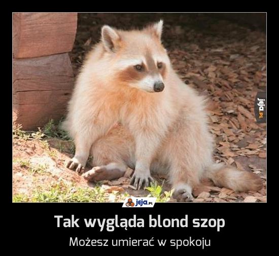 Tak wygląda blond szop