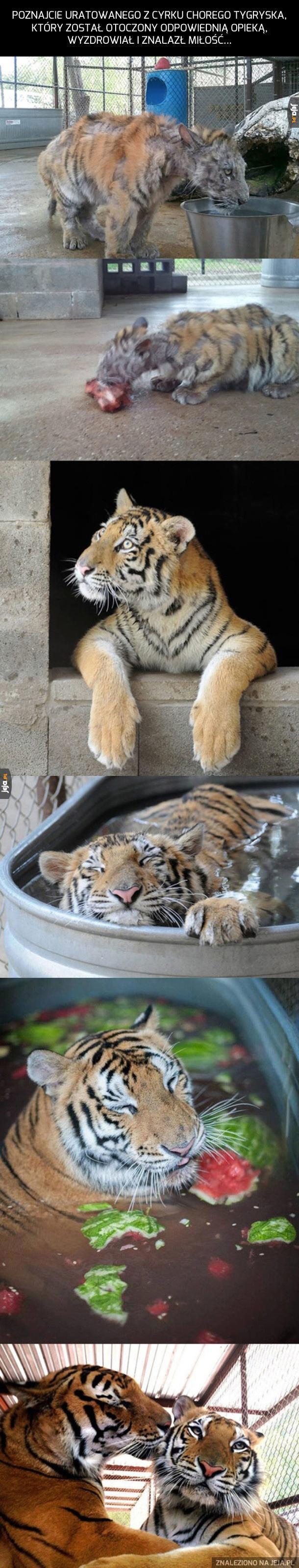 Uratowany tygrysek