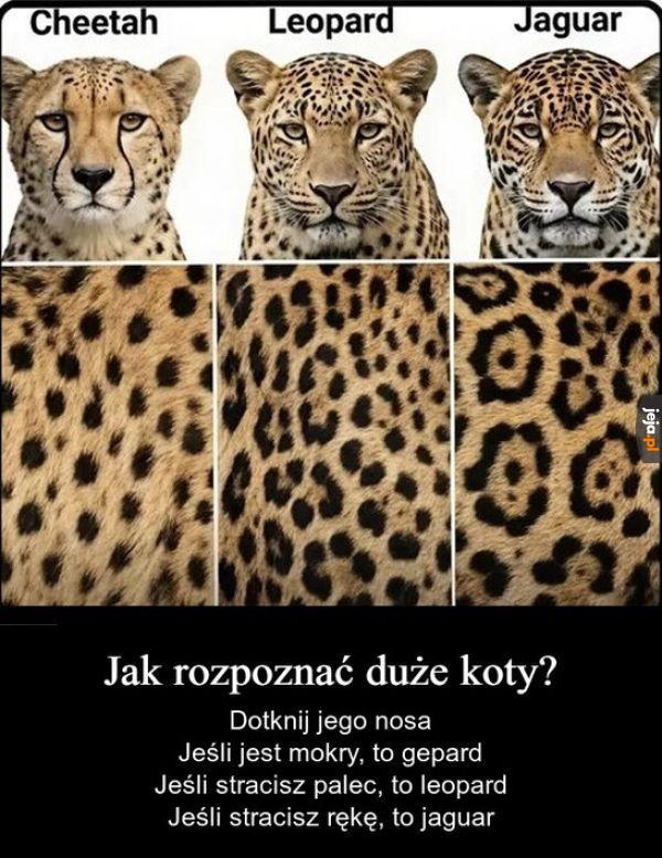 Przydatne w czasie joggingu