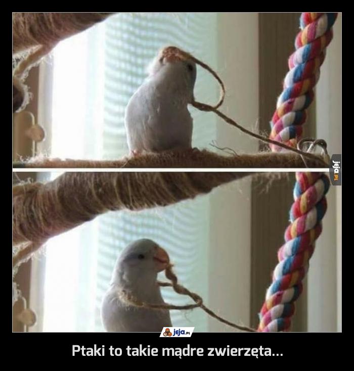 Ptaki to takie mądre zwierzęta...