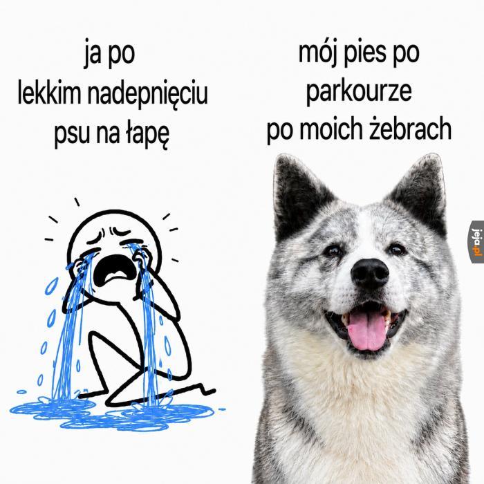 Uczciwie