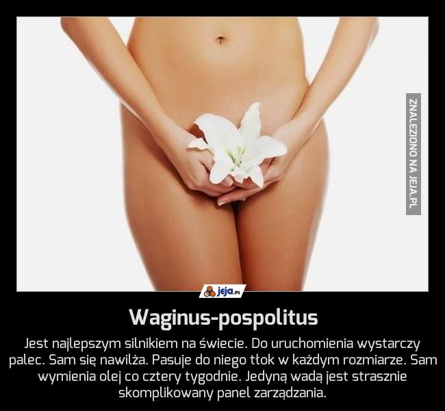 Waginus-pospolitus