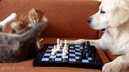I weź tu graj z kotami w szachy...