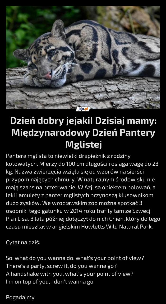 Dzień dobry jejaki! Dzisiaj mamy: Międzynarodowy Dzień Pantery Mglistej