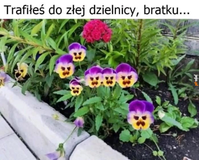 Dokąd to?