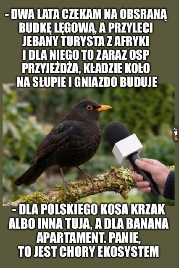 Chory ekosystem