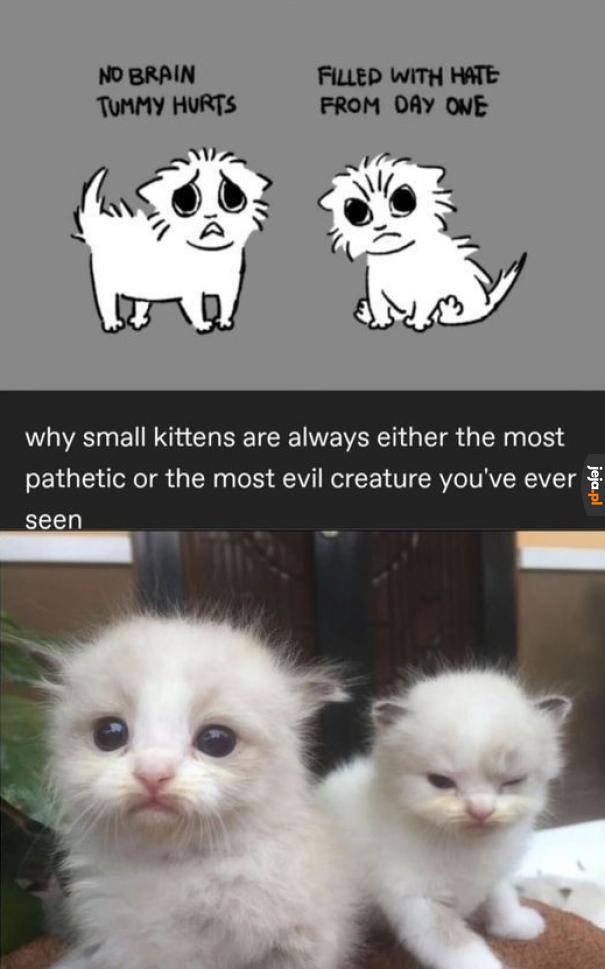 Miau