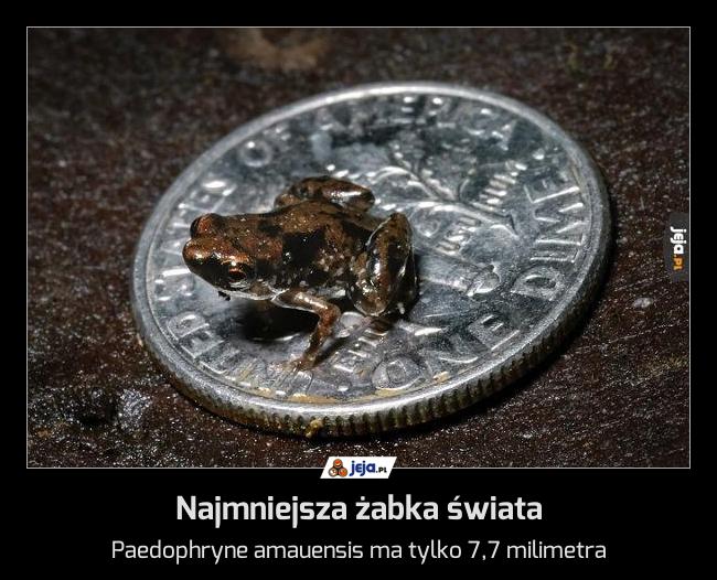 Najmniejsza żabka świata