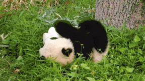 Panda się stacza