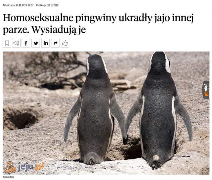 Patrz pan, jak się to lewactwo panoszy!