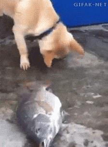 Pies "ratuje" rybę